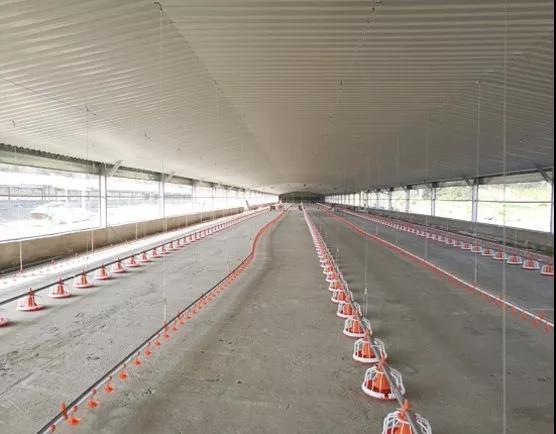 Algeria chicken house. 1jpg